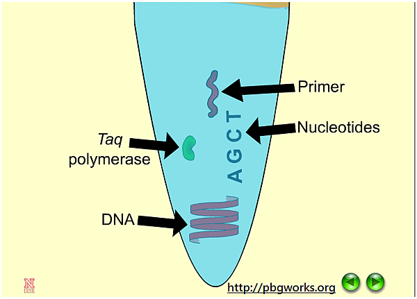 eLib_PCR.png