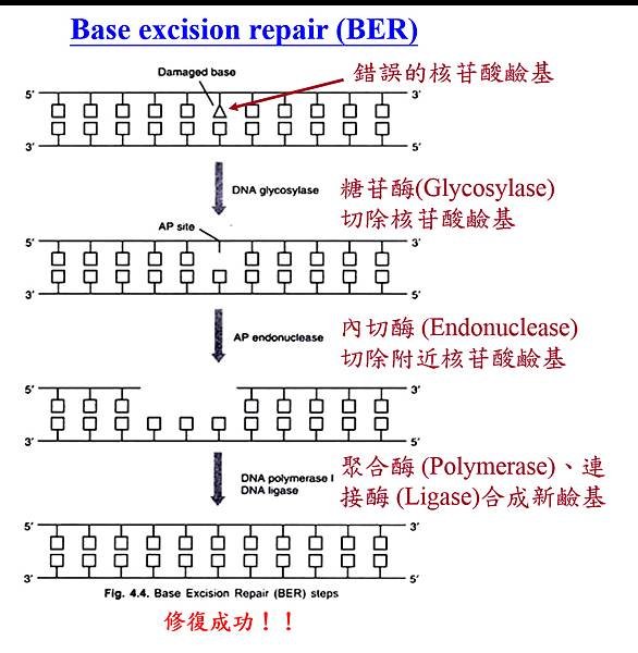 圖片2.tif