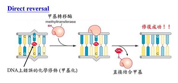 圖片1.tif