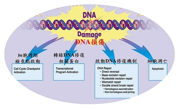 DNA damage to repair.tif