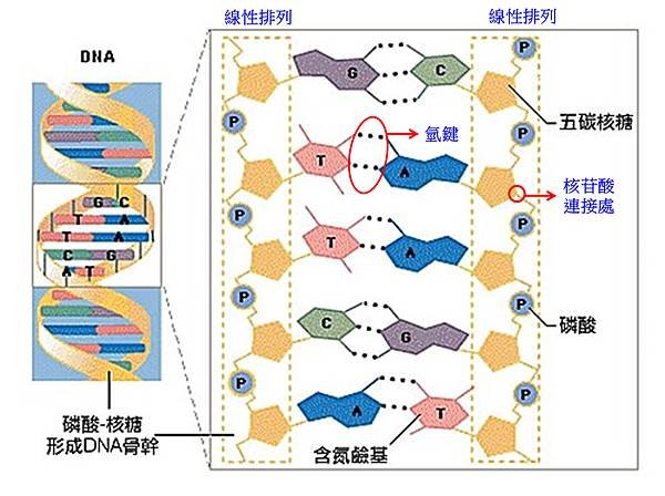 DNA序列.tif