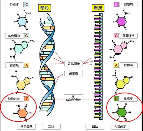 DNA-RNA-all.tif