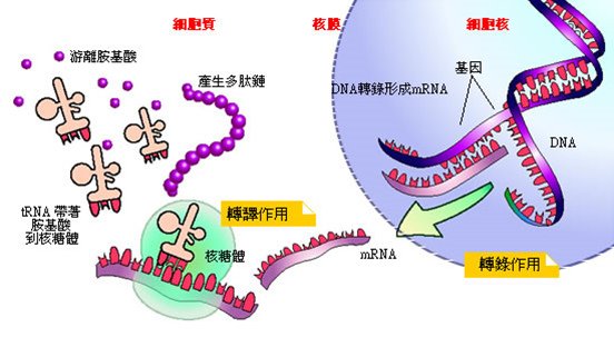 中心法則.tif