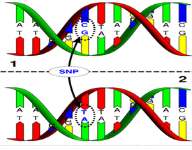 SNP-位點.png