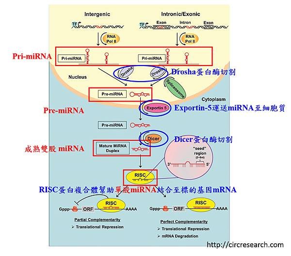 miRNA形成.tif