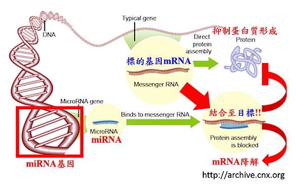 miRNA作用.tif