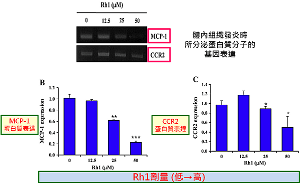 MCP-1 and CCR2.png