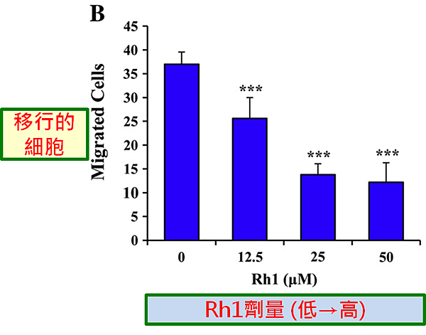 人蔘-移行細胞.png