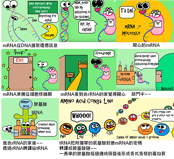 DNA轉蛋白質.png