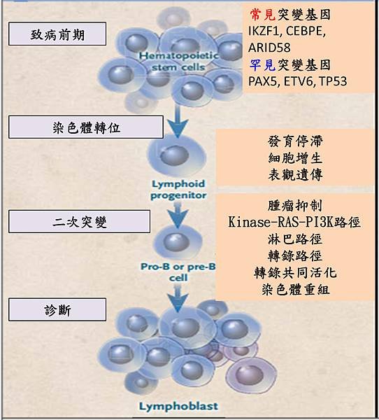 lymphoblast pathogenesis.tif