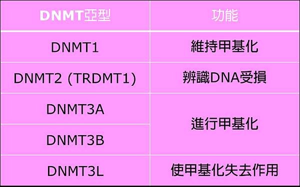 DNMT功能.tif