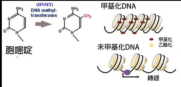 DNA甲基化.tif