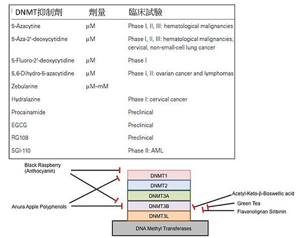 DNMT inhibitor.tif