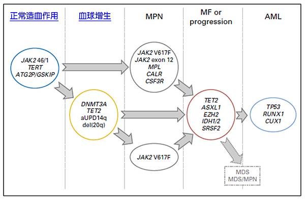 MPN gene mutation progression.tif