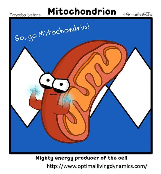 Mitochondria-0.tif