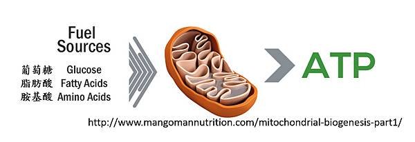 Mitochondria-2.tif