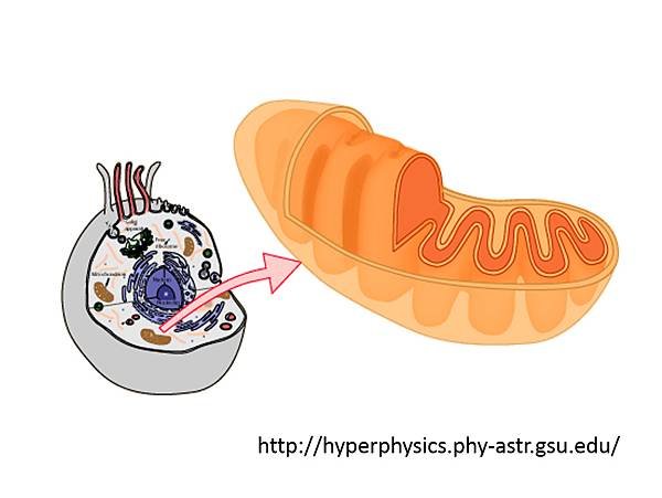 Mitochondria-1.tif