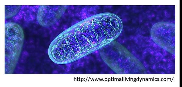 Mitochondria-00.tif