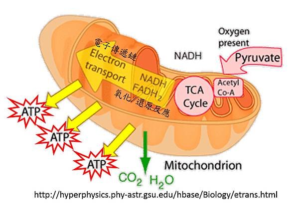 Mitochondria-3.tif