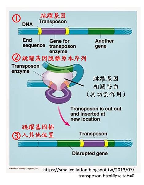 Transposon-1.tif