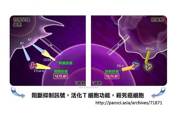 免疫療法-2.tif