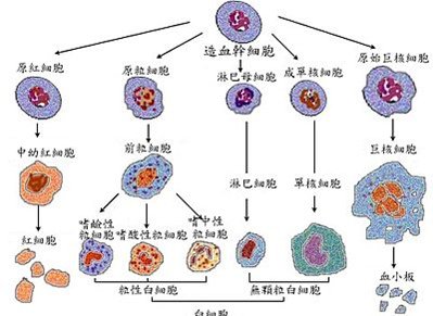 blood-blood cell type.tif