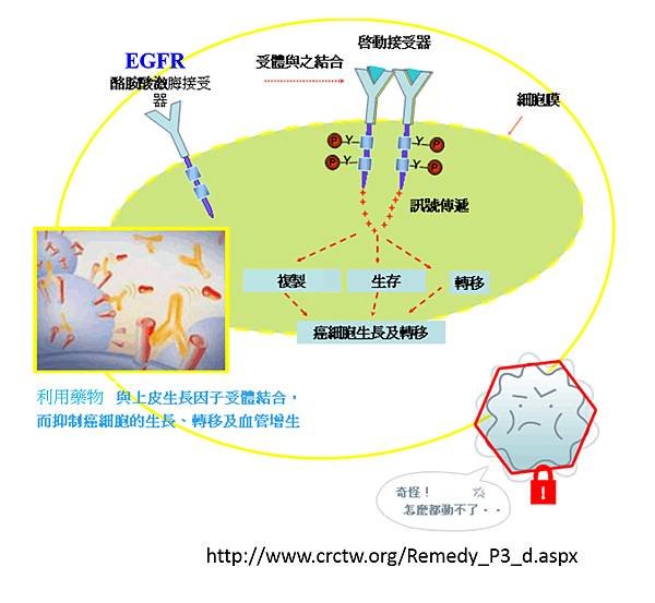 標靶治療-4.tif