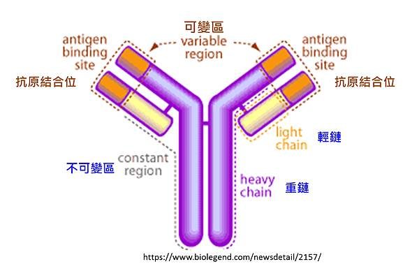 CLL-Ab.tif