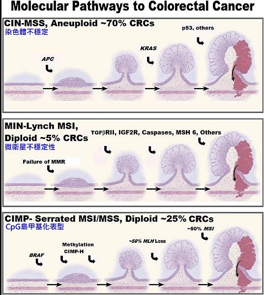 colon methylation.tif