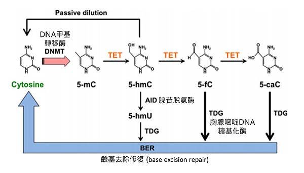 TET作用過程.tif