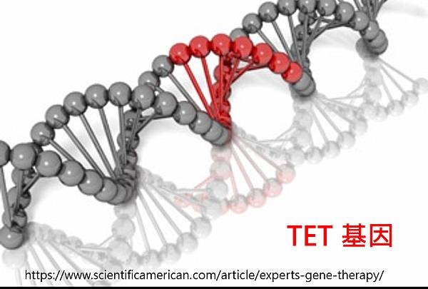 TET gene structure.tif