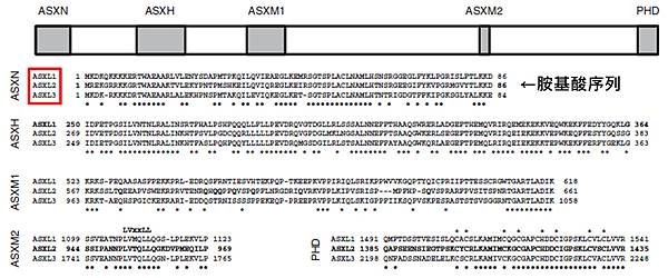 ASXL基因- 序列.tif