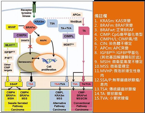 CRC-molecular pathwau.tif