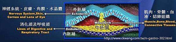 stem cell-胚層.tif