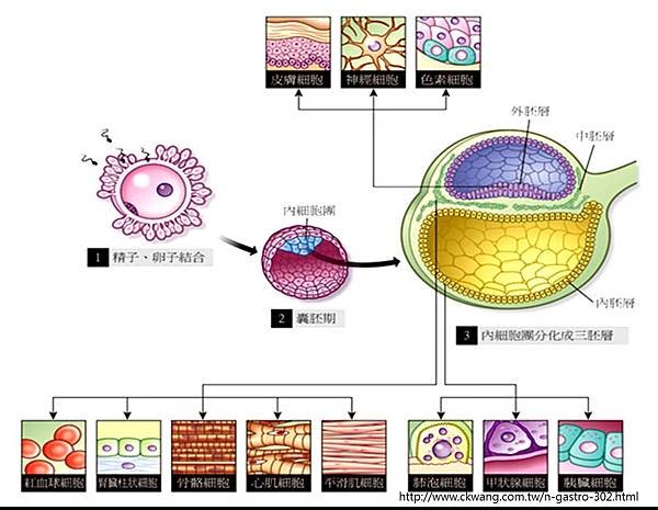 stem cell-各胚層發育細胞.tif