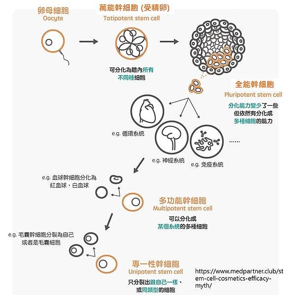 stem cell-category.tif