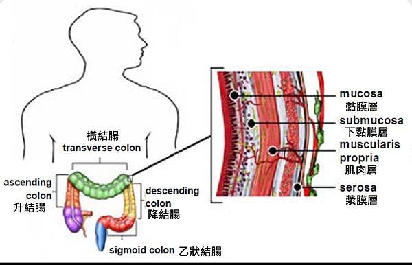 Colon-NCCN-structure.tif