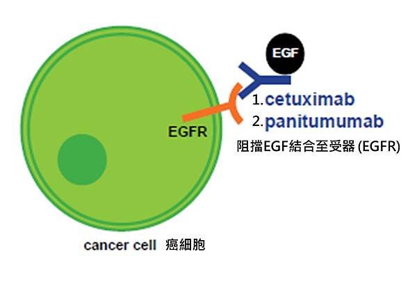 Colon-NCCN-EGFR targeted pathway.tif