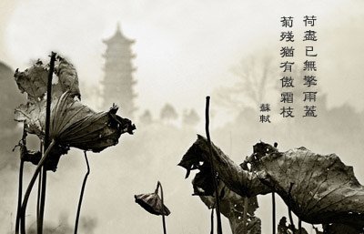 24殘荷09