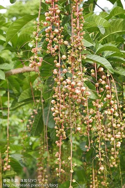 image012-優遊步調-嘉義公園~休閒與假日的好去處~.jpg