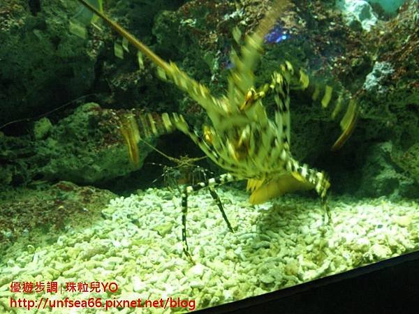 image081_YoYoTempo_國立海洋生物博物館.jpg