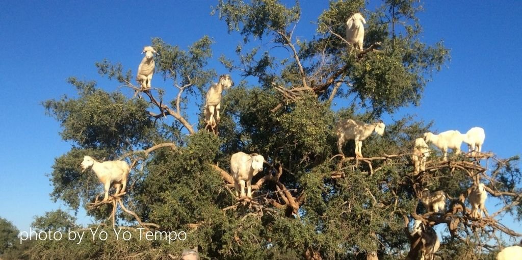 Tree-climbing goats in Morocco_YoYoTempo_image003.jpg