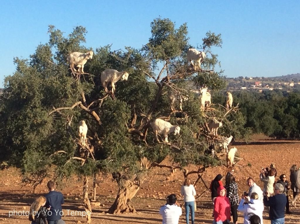 Tree-climbing goats in Morocco_YoYoTempo_image005.jpg