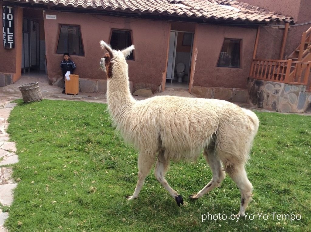 South America four species of cute camelid_YoYoTempo_image005.jpg