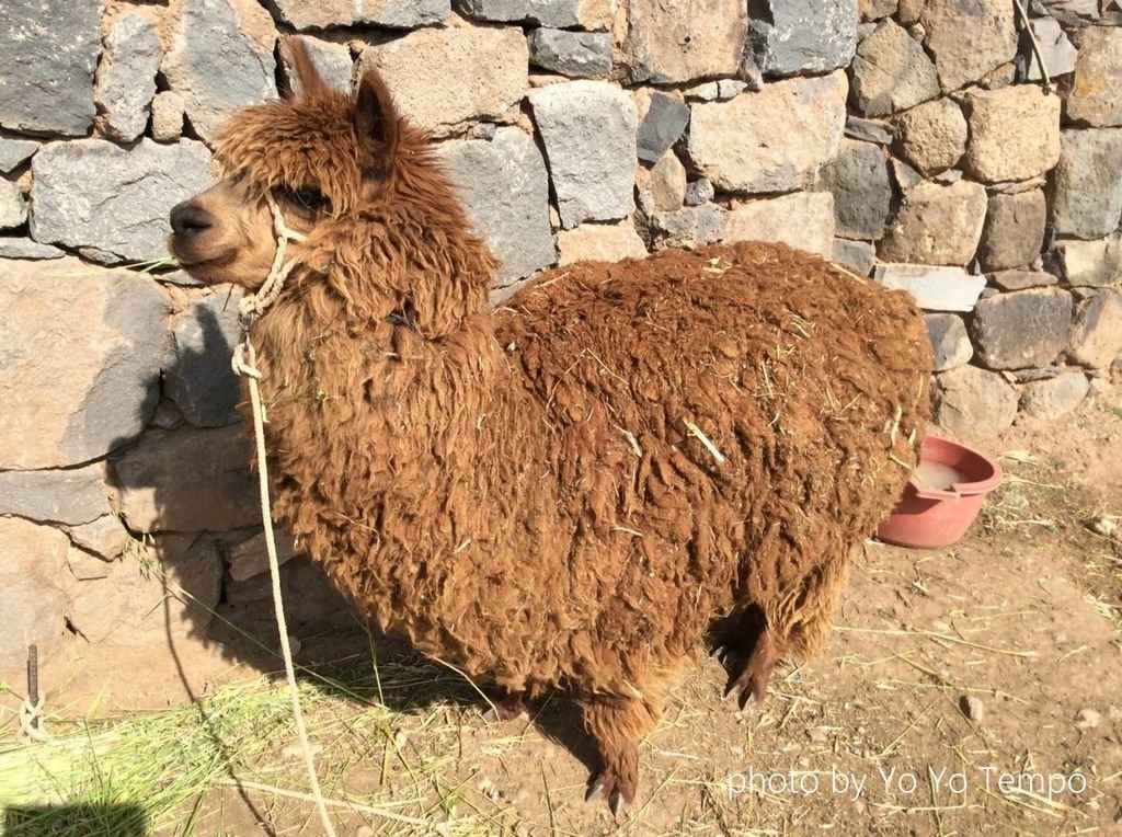 South America four species of cute camelid_YoYoTempo_image001.jpg