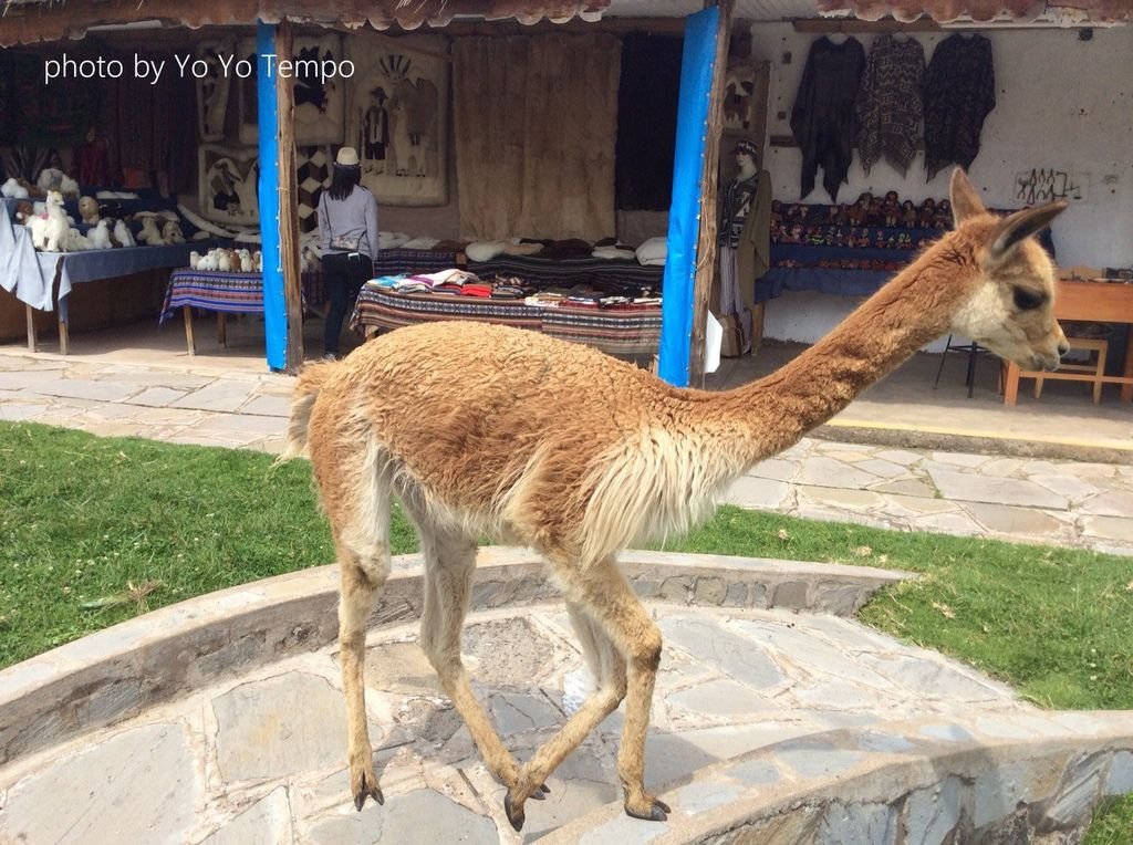 South America four species of cute camelid_YoYoTempo_image003.jpg