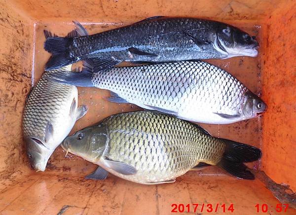1.1060314-CIMG7644漁獲.jpg