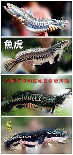 1100124-魚虎.jpg