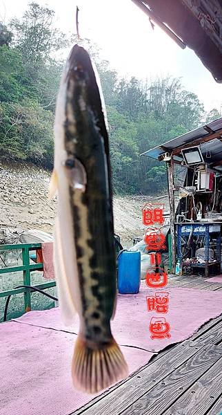 魚虎、泰國鱧魚的釣法