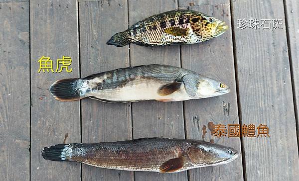 魚虎、泰國鱧魚的釣法